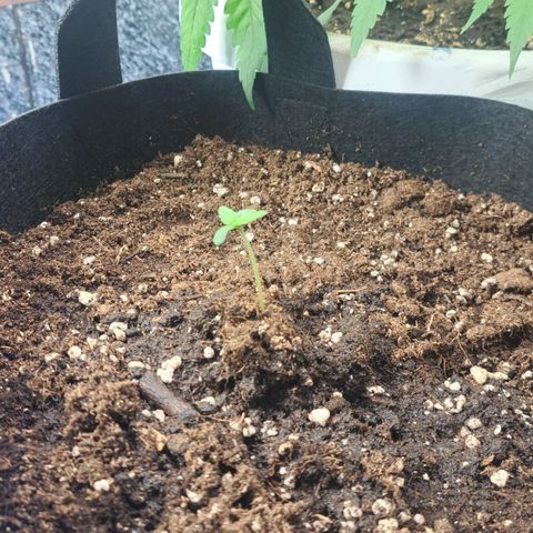 Jack 47 XL Auto growlog timeline photo