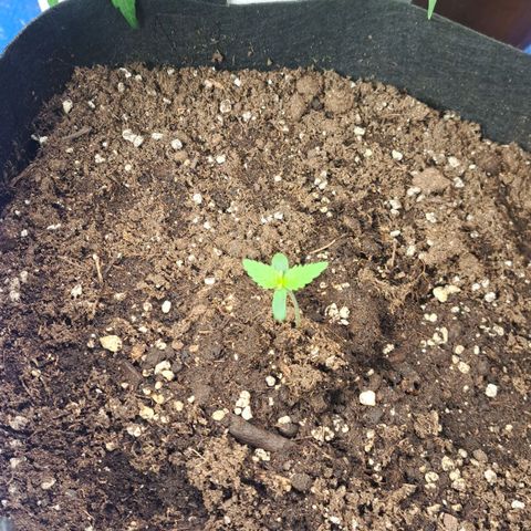 Jack 47 XL Auto growlog timeline photo
