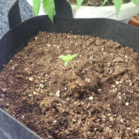 Jack 47 XL Auto growlog timeline photo