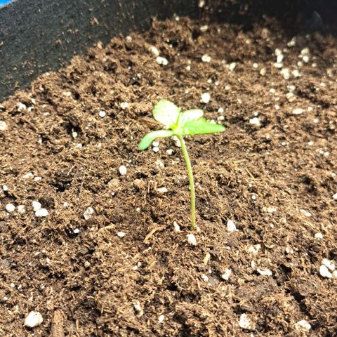 Jack 47 XL Auto growlog timeline photo