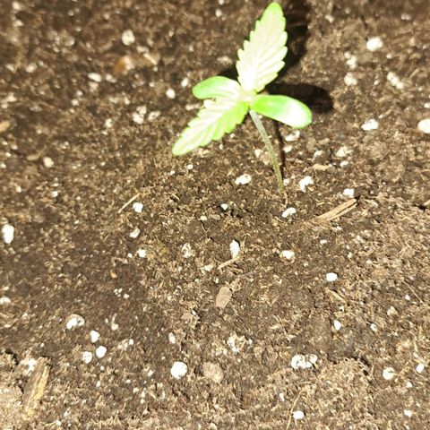 Jack 47 XL Auto growlog timeline photo