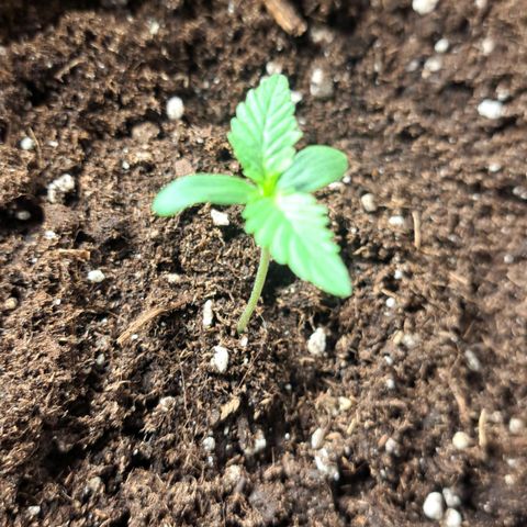 Jack 47 XL Auto growlog timeline photo