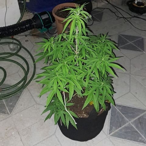 Sideral x Zombie Kush growlog timeline photo