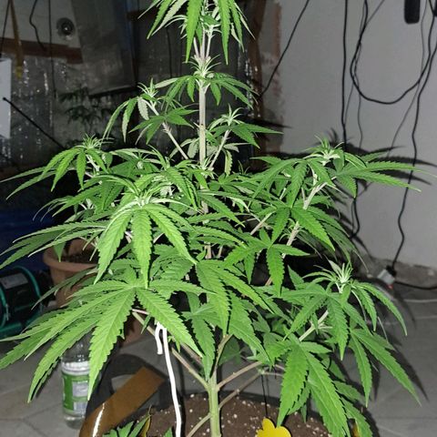 Sideral x Zombie Kush growlog timeline photo