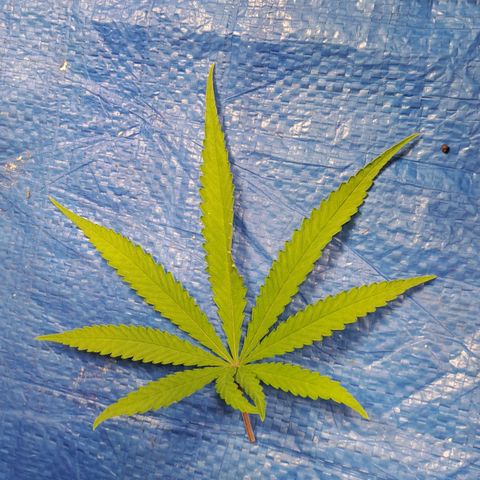 Sideral x Zombie Kush growlog timeline photo