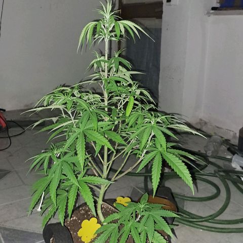 Sideral x Zombie Kush growlog timeline photo