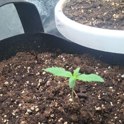 Jack 47 XL Auto growlog timeline photo