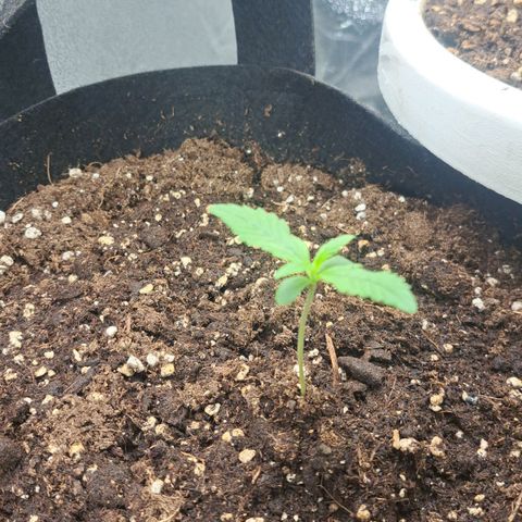 Jack 47 XL Auto growlog timeline photo