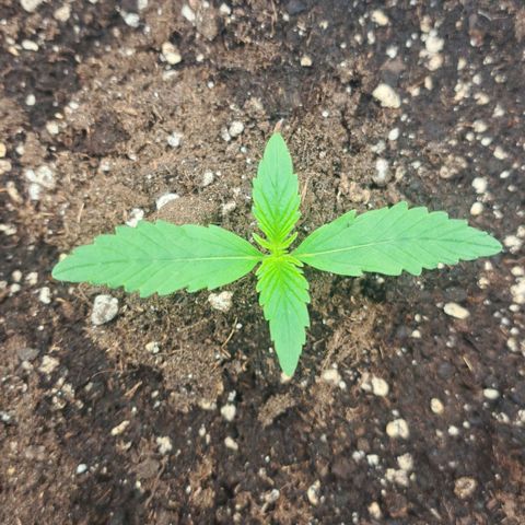Jack 47 XL Auto growlog timeline photo