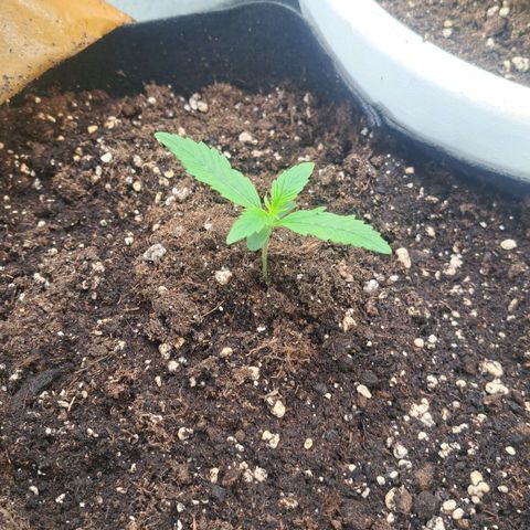 Jack 47 XL Auto growlog timeline photo