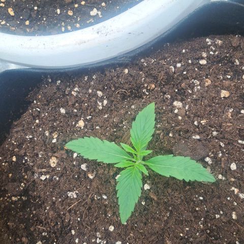 Jack 47 XL Auto growlog timeline photo