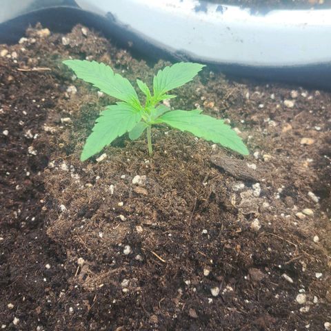 Jack 47 XL Auto growlog timeline photo