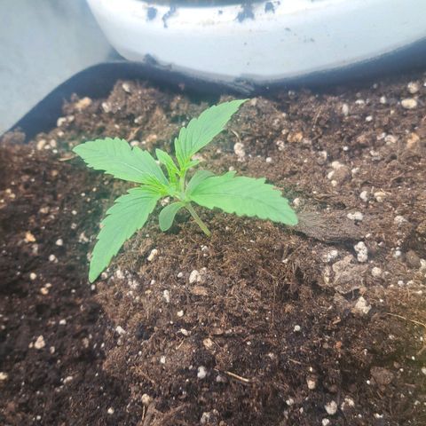 Jack 47 XL Auto growlog timeline photo