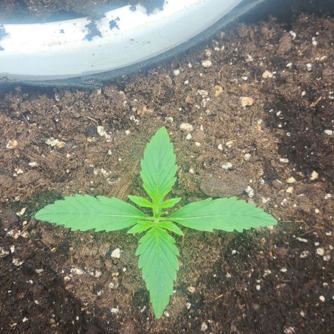 Jack 47 XL Auto growlog timeline photo