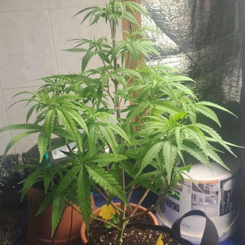 Sideral x Zombie Kush growlog timeline photo