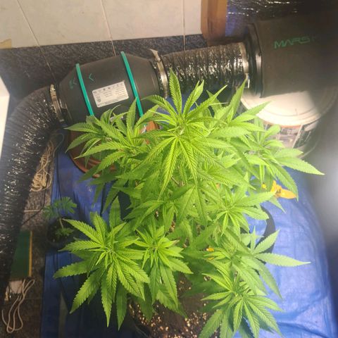 Sideral x Zombie Kush growlog timeline photo