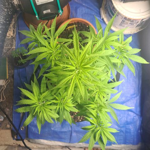 Sideral x Zombie Kush growlog timeline photo