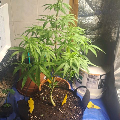Sideral x Zombie Kush growlog timeline photo