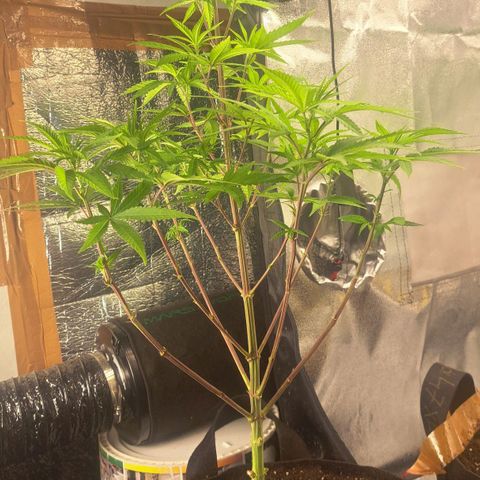 Sideral x Zombie Kush growlog timeline photo