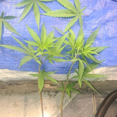 Sideral x Zombie Kush growlog timeline photo