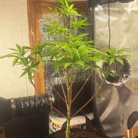 Sideral x Zombie Kush growlog timeline photo