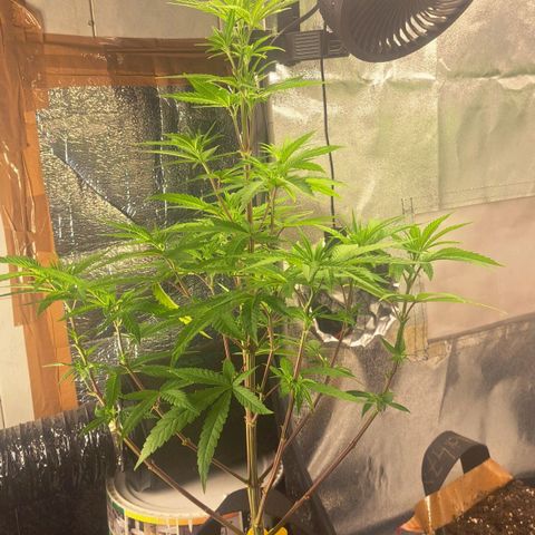 Sideral x Zombie Kush growlog timeline photo