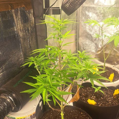 Sideral x Zombie Kush growlog timeline photo