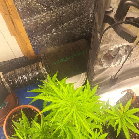 Sideral x Zombie Kush growlog timeline photo