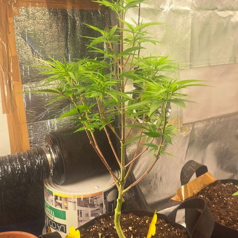 Sideral x Zombie Kush growlog timeline photo