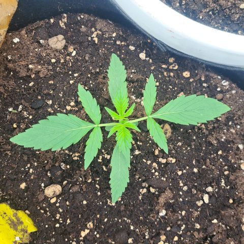 Jack 47 XL Auto growlog timeline photo