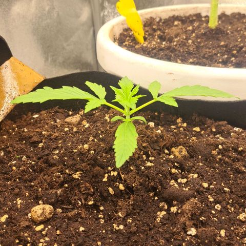 Jack 47 XL Auto growlog timeline photo