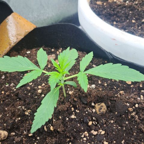 Jack 47 XL Auto growlog timeline photo