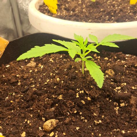 Jack 47 XL Auto growlog timeline photo