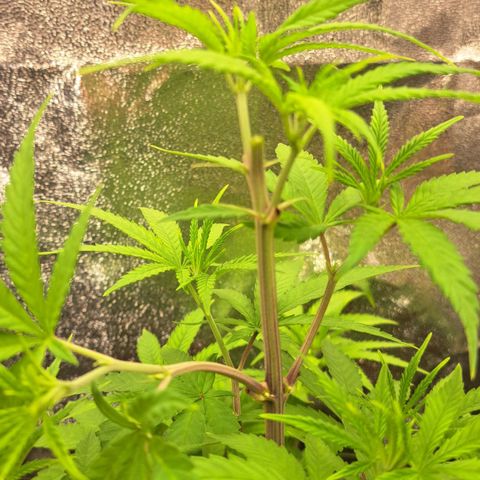 Sideral x Zombie Kush growlog timeline photo
