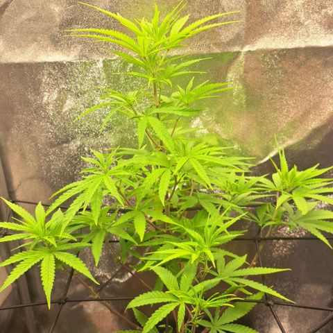 Sideral x Zombie Kush growlog timeline photo