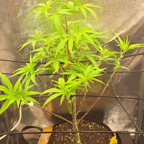 Sideral x Zombie Kush growlog timeline photo