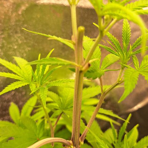 Sideral x Zombie Kush growlog timeline photo