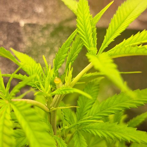 Sideral x Zombie Kush growlog timeline photo