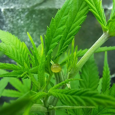Sideral x Zombie Kush growlog timeline photo