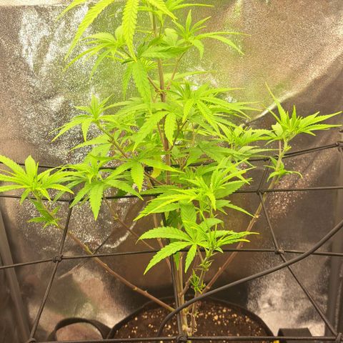 Sideral x Zombie Kush growlog timeline photo