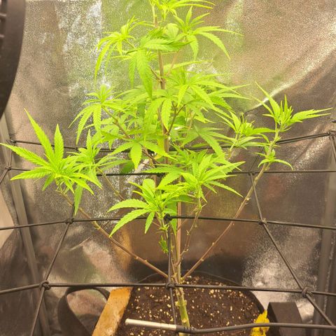Sideral x Zombie Kush growlog timeline photo