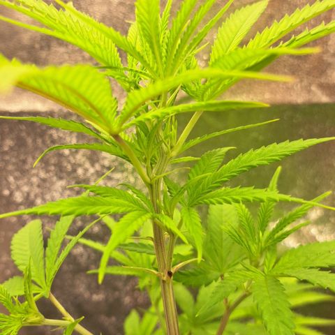 Sideral x Zombie Kush growlog timeline photo