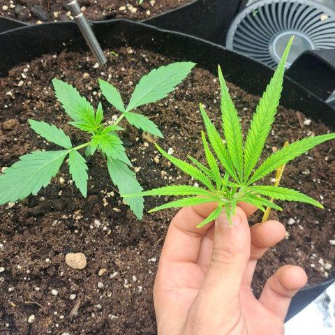 Sideral x Zombie Kush growlog timeline photo