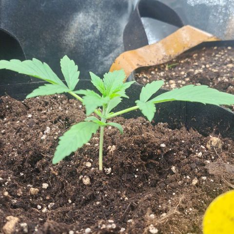 Jack 47 XL Auto growlog timeline photo