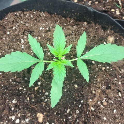 Jack 47 XL Auto growlog timeline photo