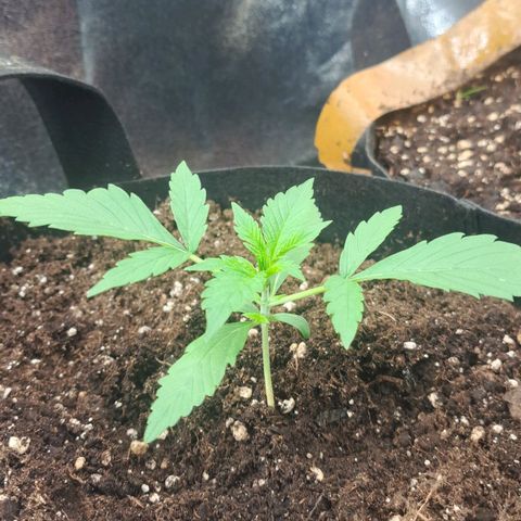 Jack 47 XL Auto growlog timeline photo