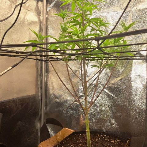 Sideral x Zombie Kush growlog timeline photo