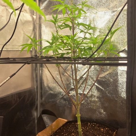 Sideral x Zombie Kush growlog timeline photo