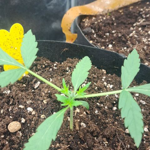Jack 47 XL Auto growlog timeline photo