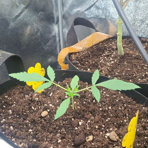 Jack 47 XL Auto growlog timeline photo